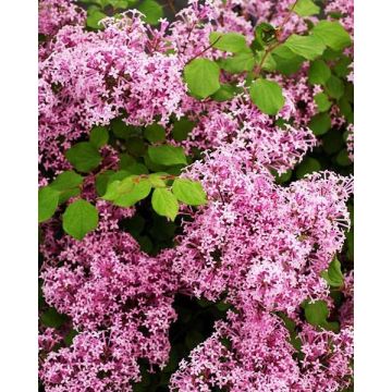 Syringa Palibin - Dwarf Scented Lilac Bush - In Bud & Bloom