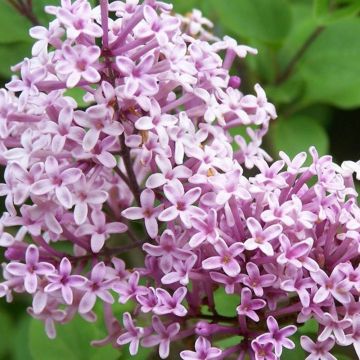 Large Syringa Palibin - Dwarf Scented Lilac Bush