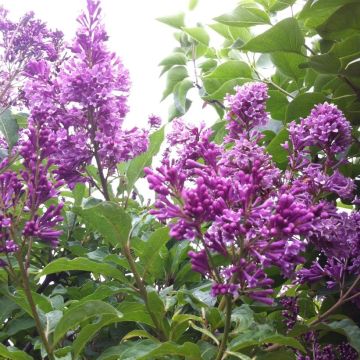 Syringa prestoniae Royalty - Lilac
