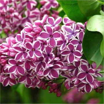 Syringa vulgaris Sensation - Fragrant Picotee Lilac