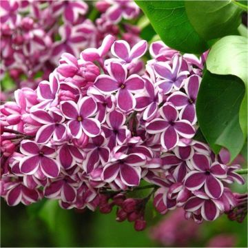 Fragrant Standard Lilac - Syringa vulgaris Sensation - PATIO Standard Tree - circa 100cm tall