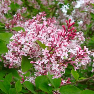 Syringa microphylla 'Superba' - Lilac Superba - LARGE SPECIMEN