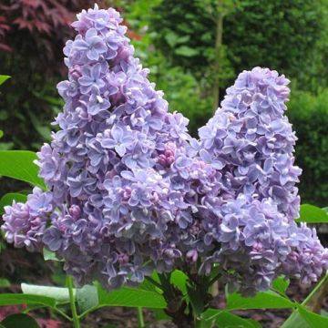 Syringa vulgaris Carpe Diem - Lilac