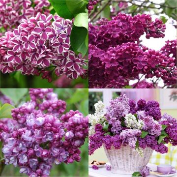 Fragrant Purple Lilac Trees - Pack of THREE Syringa Vulgaris Shrubs