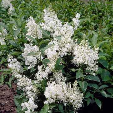 Syringa josikaea 'Holger' - Large Lilac Tree