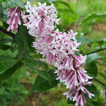 Syringa tomentella Sweginzowii