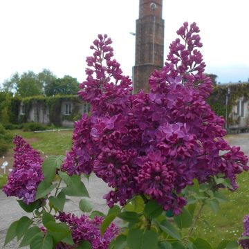 Syringa vulgaris ‘Znamya Linina’