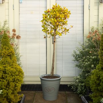  LARGE Variegated Holly Tree Standard - Ilex altaclerensis 'Lawsoniana' - circa 140-160cm tall