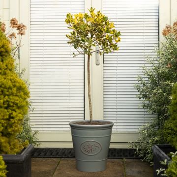 Ilex Golden Van Tol - Standard Female Holly Tree