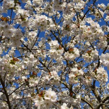 Prunus Tai-Haku - Cherry Blossom Tree