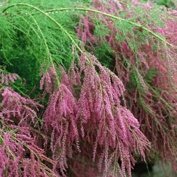 Tamarix ramosissima 'Pink Cascade' - LARGE SPECIMEN