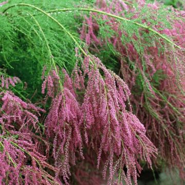 Tamarix ramosissima 'Pink Cascade'