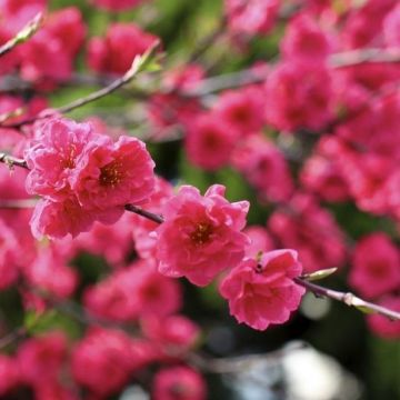 Prunus persica Taoflora Red - circa 150cms tall