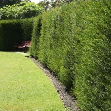 Taxus Baccata - English Yew -  Pot grown bushy plants 40-60cm - Pack of Ten