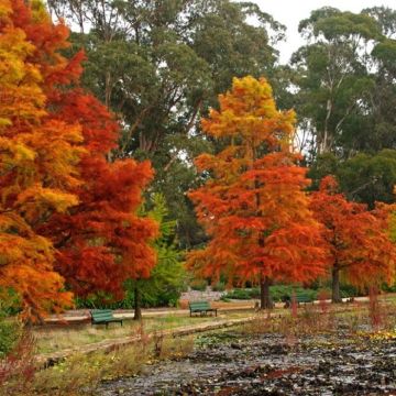 Taxodium distichum - Swamp Cypress