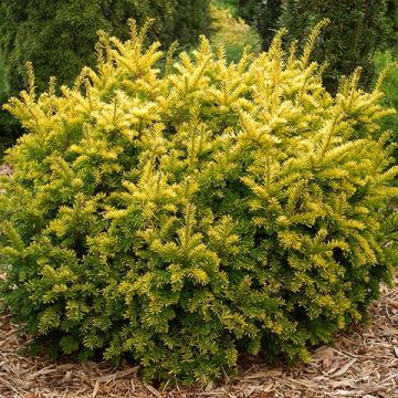Taxus baccata 'Semperaurea' - Gold Irish Yew