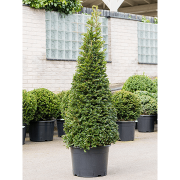 English Yew Topiary Pyramid - Taxus baccata  - 80-100cm