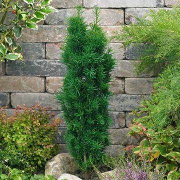 Taxus baccata Fastigata Robusta - Green Fastigate Yew circa 80-120cm