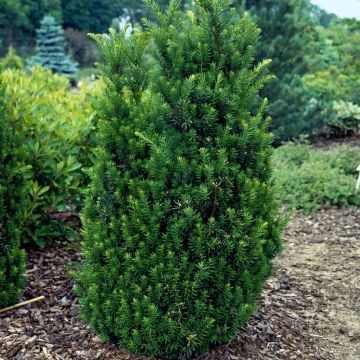 Taxus x media Hillii - Yew - circa 80-100cm