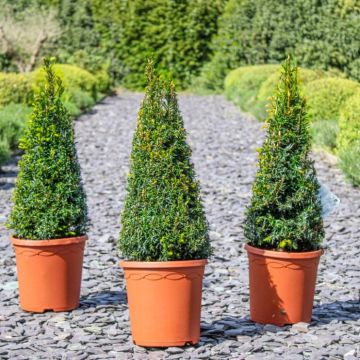 English Yew - Topiary Pyramid - Taxus baccata 'Rising Star' - circa 80cm tall