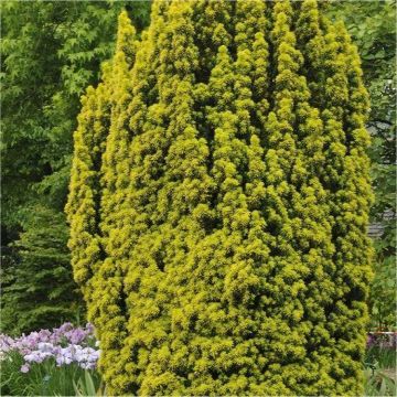 Taxus baccata aurea David - Golden Fastigiate Yew - Extra Large circa 150cms tall