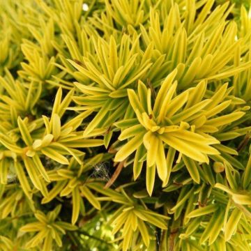 Taxus baccata 'Fastigiata Aurea' - Golden Yew