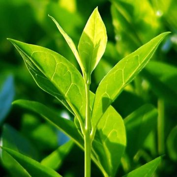 Camellia sinensis - Tea Bush - Grow your Own Cuppa!