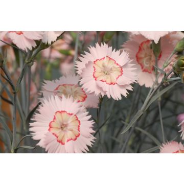 Dianthus Tequila Sunrise - Large Plant