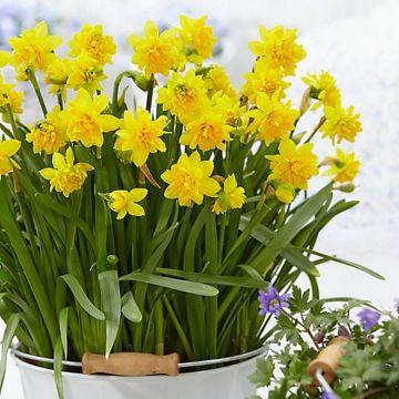 Double Flowering Tete Boucle Dwarf Daffodils - Pack of TEN Bulbs