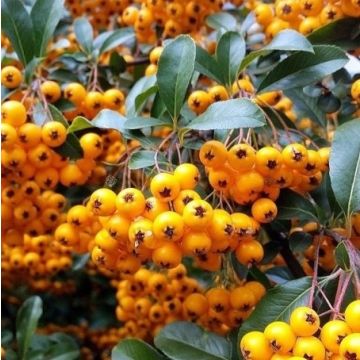 Pyracantha Teton - Firethorn