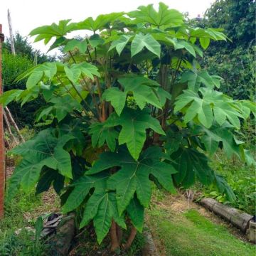 Tetrapanax papyrifer 'Rex'