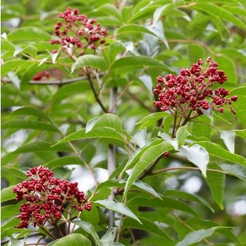 Tetradium daniellii - Bee Bee Tree - Korean Evodia