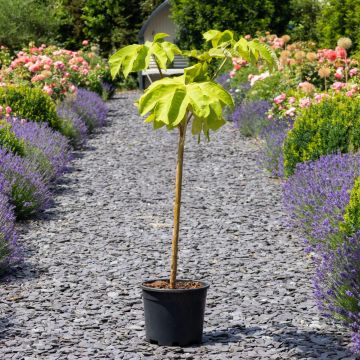 Tetrapanax papyrifer 'Rex' - LARGE T-Rex Plant
