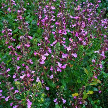 Teucrium x lucidrys - Hybrid Germander Plant