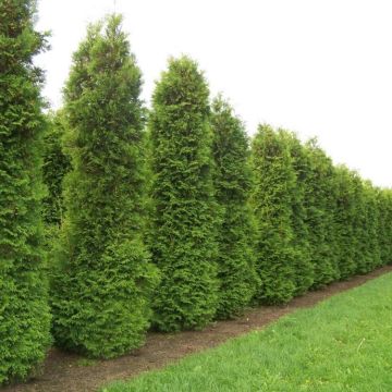 Thuja occidentalis Brabant - 80-120cm Specimen or Hedging Conifer