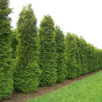 SPECIAL DEAL - Thuja occidentalis Brabant - circa 160-180cm Specimen or Hedging Conifer