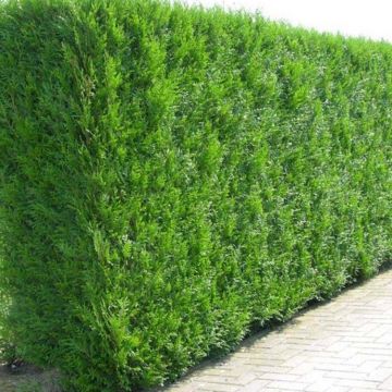 Thuja plicata 'Martin' - circa 120cm (4ft) Specimen or Hedging Conifers
