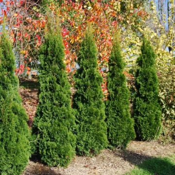 Super Bushy Thuja occidentalis 'Smaragd' - 100-120cm Specimen or Hedging Conifers