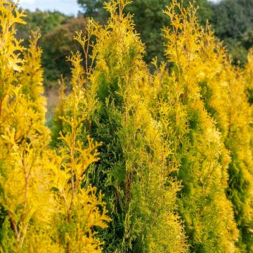 Thuja occidentalis 'Yellow Ribbon' - 80-100cm Specimen or Hedging Conifers