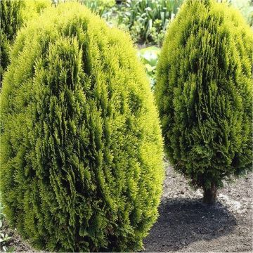 Thuja orientalis aurea nana (Platycladus)