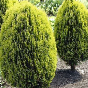 Thuja orientalis aurea nana ( Platycladus )