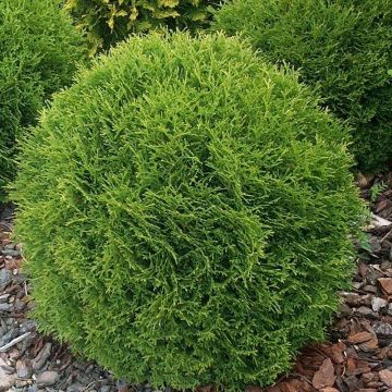Thuja occidentalis Tiny Tim.