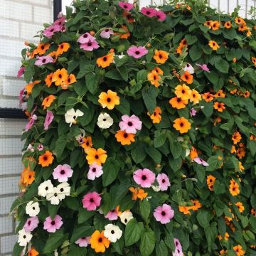 Thunbergia alata Mix - Black-Eyed Susan Vine