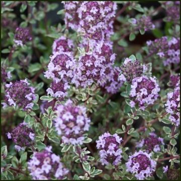 Thyme Silver Queen