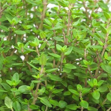 Herb - Thymus vulgaris - Thyme