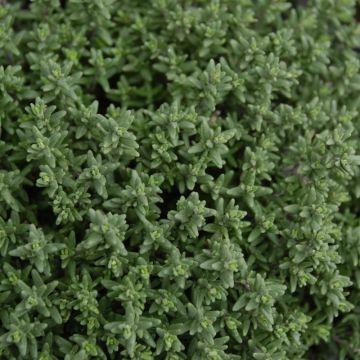 Herb - Thymus vulgaris 'Faustini' - Thyme