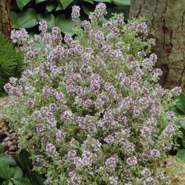 Thyme Silver Queen - Thymus