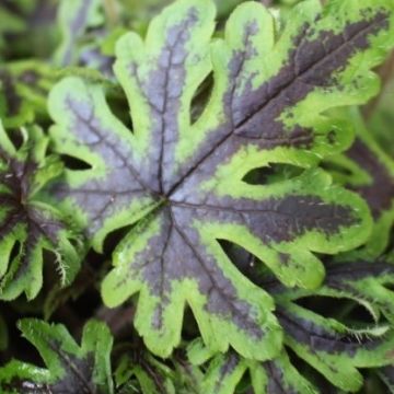 Tiarella 'Sugar & Spice'