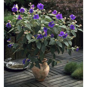 Tibouchina urvilleana - Princess Flower Patio Plant