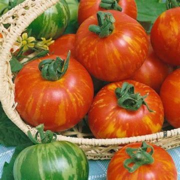 Tomato Plant Tigerella